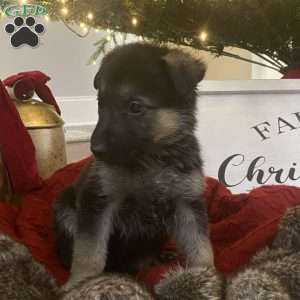 Pink, German Shepherd Puppy